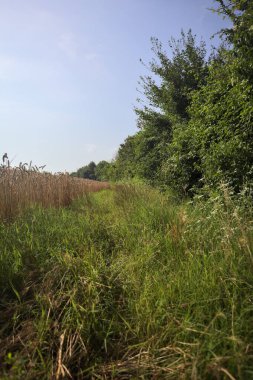 Buğday tarlasının yanındaki otlak yolu.