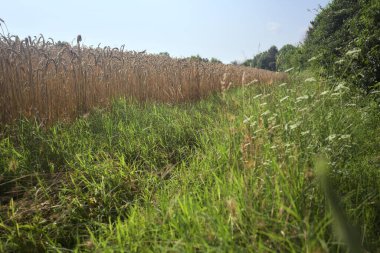 Buğday tarlasının yanındaki otlak yolu.