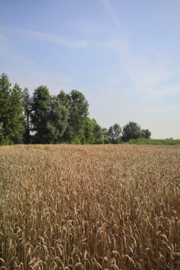 İtalya kırsalında buğday tarlası