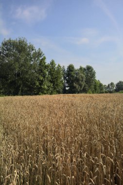 İtalya kırsalında buğday tarlası