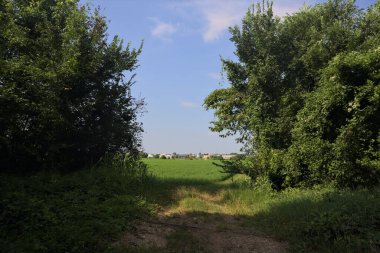 Güneşli bir günde korulukta yol