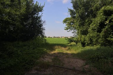 Güneşli bir günde korulukta yol