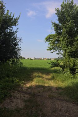 Güneşli bir günde korulukta yol