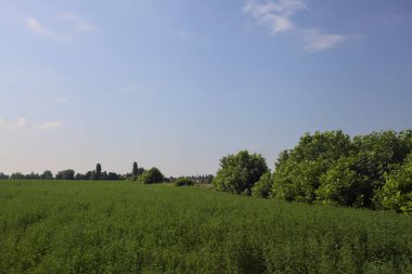 Yazın çayır otlağı.