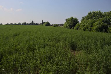 Yazın çayır otlağı.
