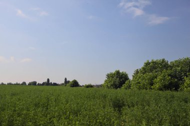 Yazın çayır otlağı.