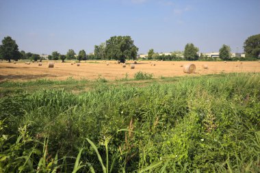 Balyalarla ve ağaçlarla biçilmiş tarla