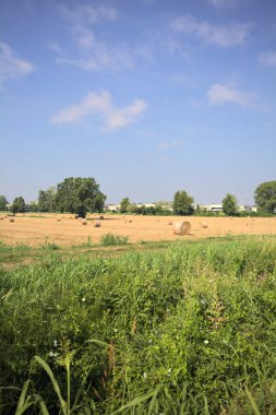 Balyalarla ve ağaçlarla biçilmiş tarla