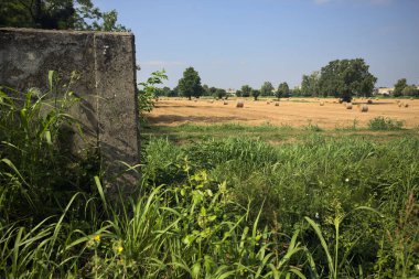 Balyalarla ve ağaçlarla biçilmiş tarla