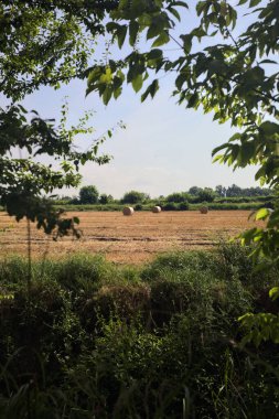 Ağaçların çerçevelediği biçilmiş tarlalar.