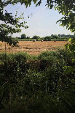 Ağaçların çerçevelediği biçilmiş tarlalar.