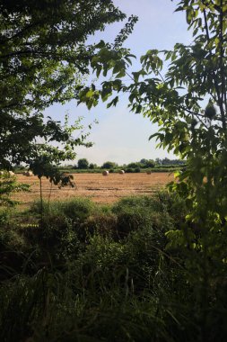 Ağaçların çerçevelediği biçilmiş tarlalar.