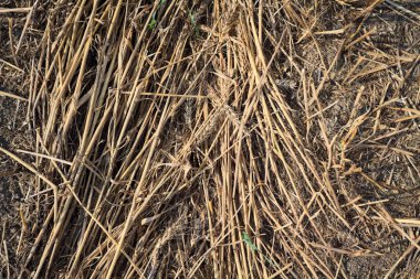 Yerde saman kamışları