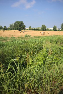 Balyalarla ve ağaçlarla biçilmiş tarla