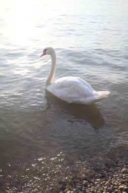 Göl kıyısında bir kuğu