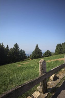 Bir dağ yamacındaki çam koruluğu