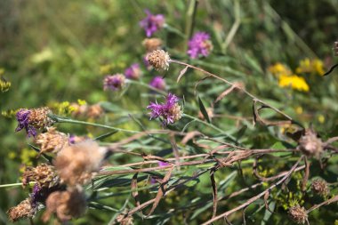 Süt otların arasında devedikeni