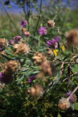 Süt otların arasında devedikeni