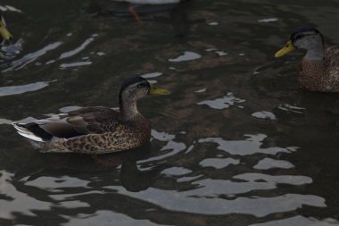 Göldeki yaban ördekleri