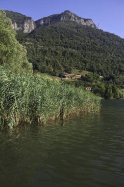 Sazlıklar göl kıyısında