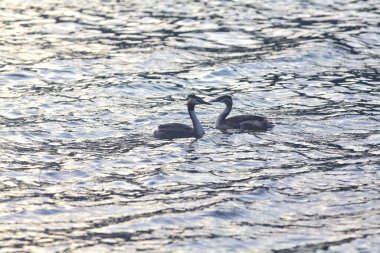 Grebes on a lake clipart