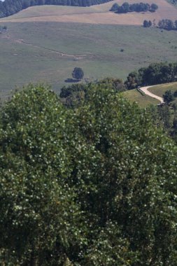 Dağdaki patika ve ağaçlar