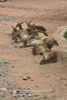 Bir su akıntısının yanında antiloplar