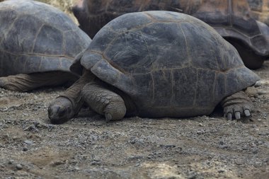 Yerde yatan dev aldabra kaplumbağaları.