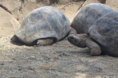 Yerde yatan dev aldabra kaplumbağaları.