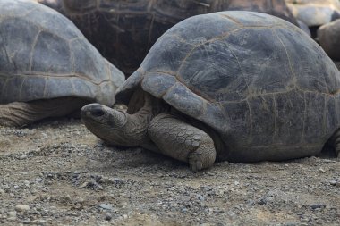 Yerde yatan dev aldabra kaplumbağaları.