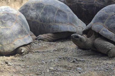 Yerde yatan dev aldabra kaplumbağaları.