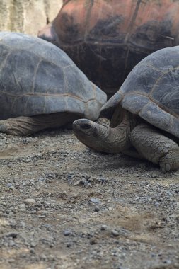 Yerde yatan dev aldabra kaplumbağaları.