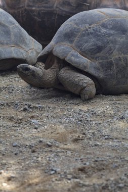 Yerde yatan dev aldabra kaplumbağaları.