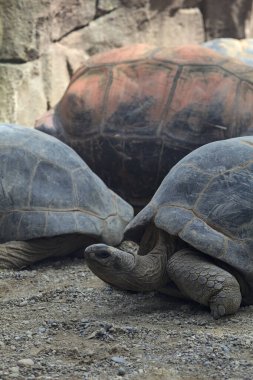 Yerde yatan dev aldabra kaplumbağaları.