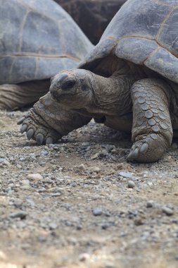 Yerde yatan dev aldabra kaplumbağaları.