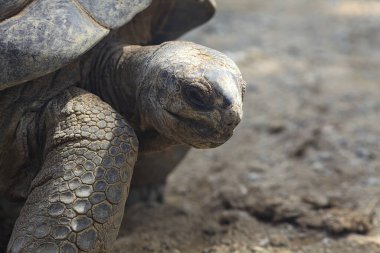 Yerde yatan dev aldabra kaplumbağaları.