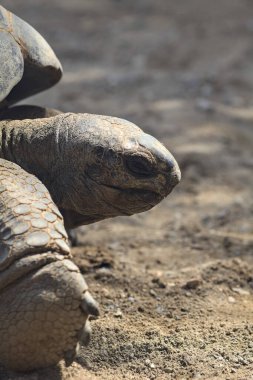 Yerde yatan dev aldabra kaplumbağaları.
