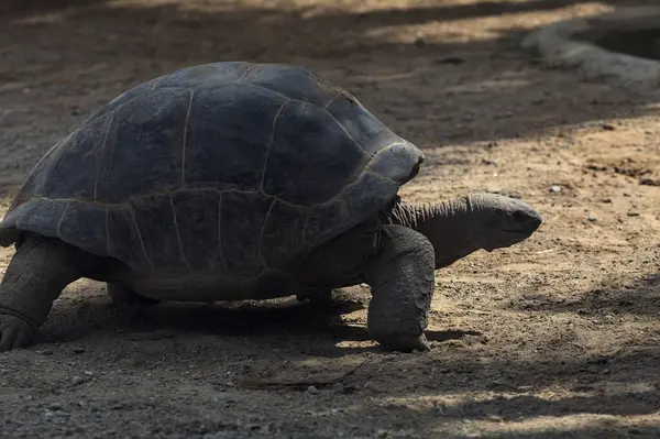 stock image Aldabra giant tortoises lying on the ground