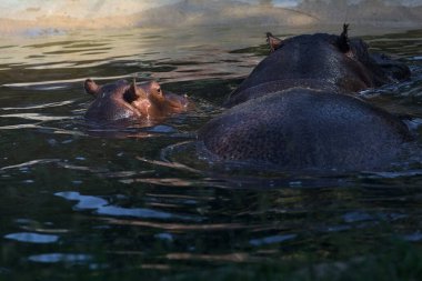 Su aygırları banyo yapıyor ve gölette yatıyor.