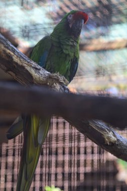 Ara bir levrek üzerinde papağanlar