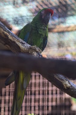 Ara bir levrek üzerinde papağanlar