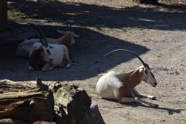 Sitatungas resting on the ground clipart