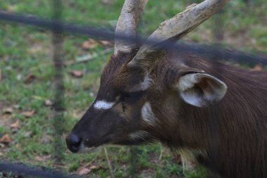 Sitatungas yerde dinleniyor.