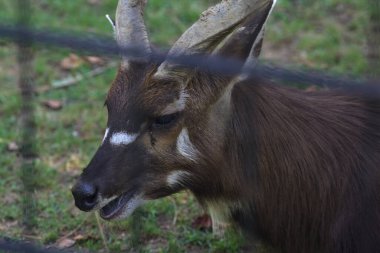 Sitatungas yerde dinleniyor.