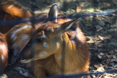 Sitatungas resting on the ground clipart