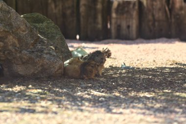 Bir kayanın gölgesinde kobay fareleri