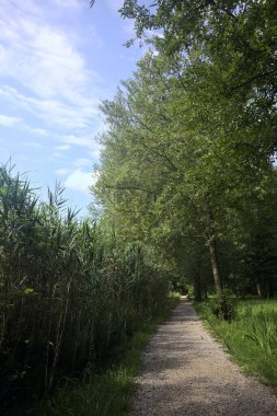 Parktaki toprak izi.