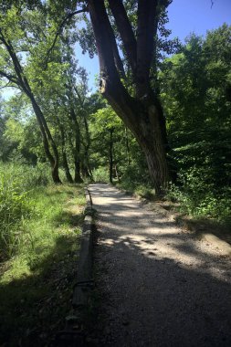 Ağaçların olduğu bir ormanda yol.