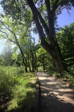 Ağaçların olduğu bir ormanda yol.