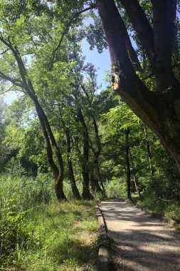 Ağaçların olduğu bir ormanda yol.